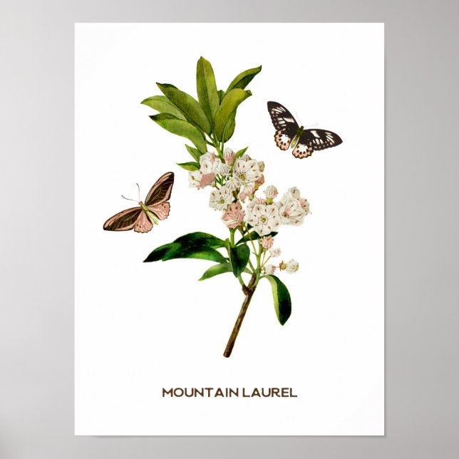 Vintage Mountain Laurel Botanical Poster (Front)