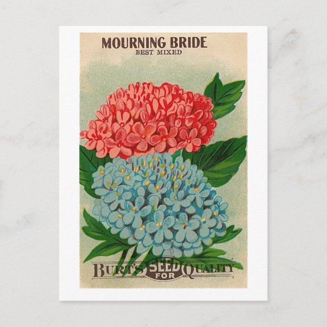 vintage mourning bridge flower seedpacket postcard (Front)