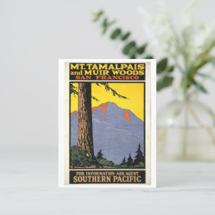 Vintage Muir Woods & Mt Tamalpais  Postcard