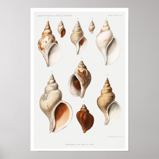 VINTAGE MULLOSCS  (FROM NORTHERN SEAS) POSTER (Front)