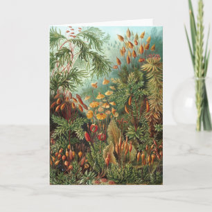 Vintage Muscinae, Moss Plants by Ernst Haeckel Card