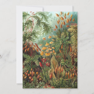 Vintage Muscinae, Moss Plants by Ernst Haeckel Invitation