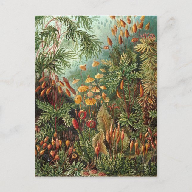 Vintage Muscinae, Moss Plants by Ernst Haeckel Postcard (Front)