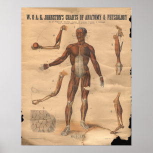 Vintage Muscles Anatomy Chart 1906
