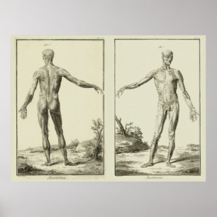 Vintage Muscles, Human Anatomy by Denis Diderot Poster