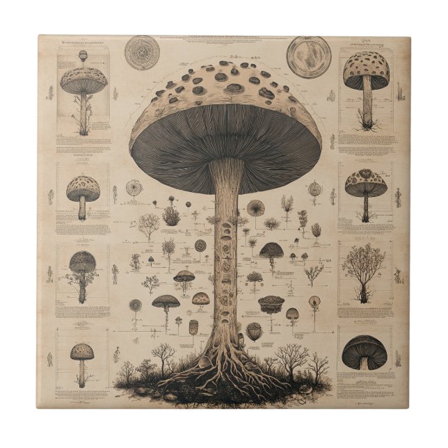 Vintage Mushroom Botanical Chart (10) Ceramic Tile (Front)
