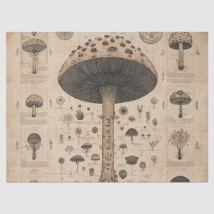 Vintage Mushroom Botanical Chart (10) Tissue Paper
