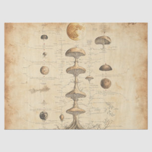 Vintage Mushroom Botanical Chart (12) Tissue Paper