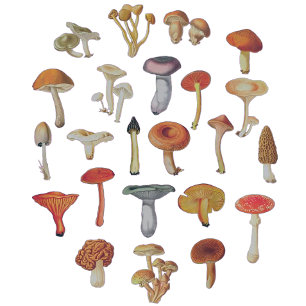 Vintage Mushroom Botanical Chart Tote Bag