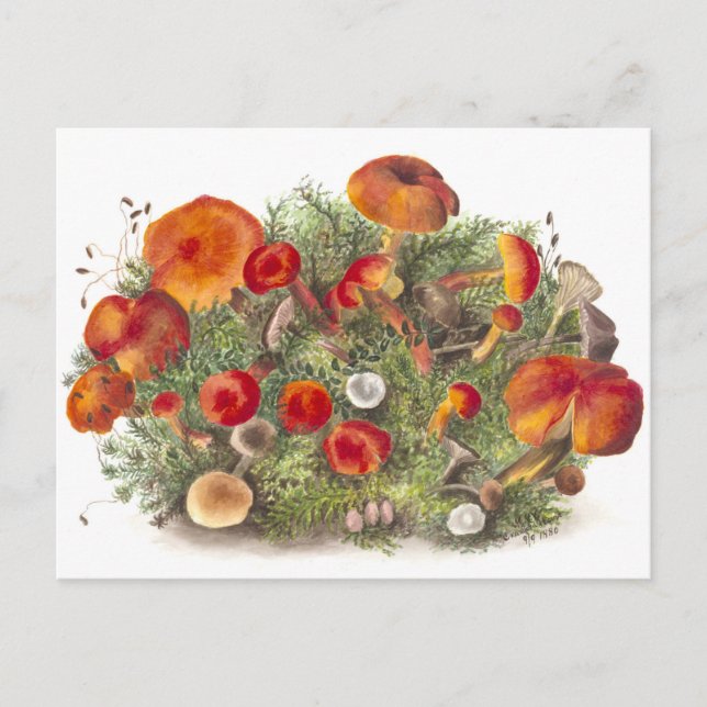 Vintage Mushroom Botanical Illustration Postcard (Front)