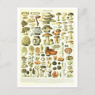 Vintage Mushroom Botanical Illustration Postcard
