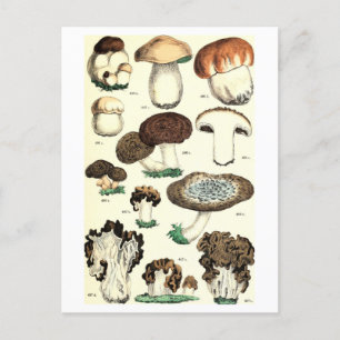 Vintage Mushroom Botanical Postcard