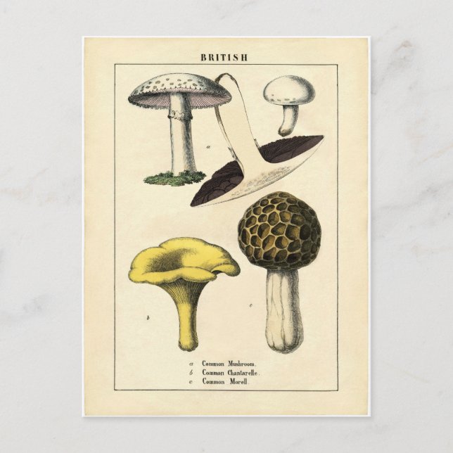 Vintage Mushroom Botanical Print Postcard (Front)