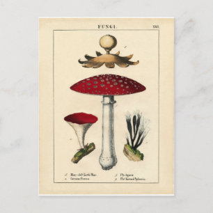 Vintage Mushroom Botanical Print Postcard