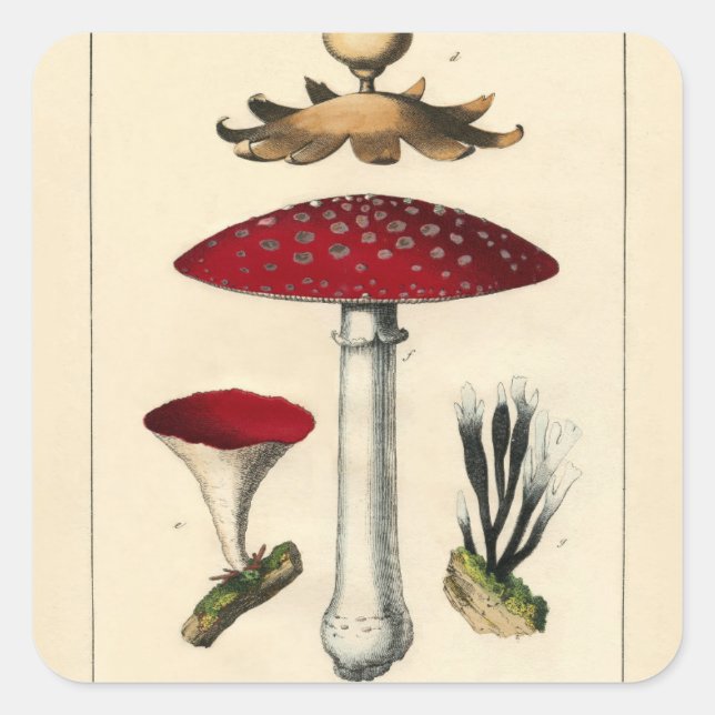 Vintage Mushroom Botanical Print Square Sticker (Front)
