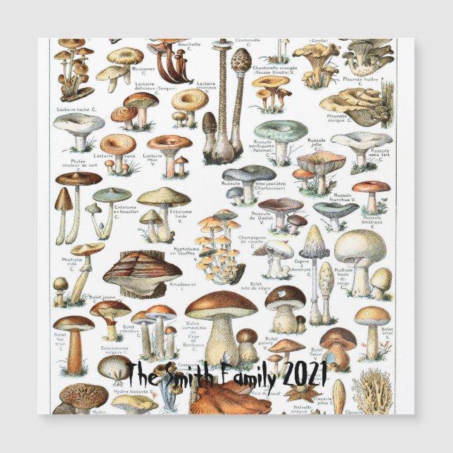 Vintage Mushroom Chart Fungus Art Illustration (Front)