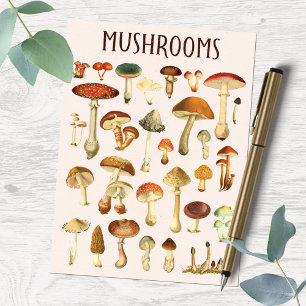 Vintage Mushroom Chart  Postcard