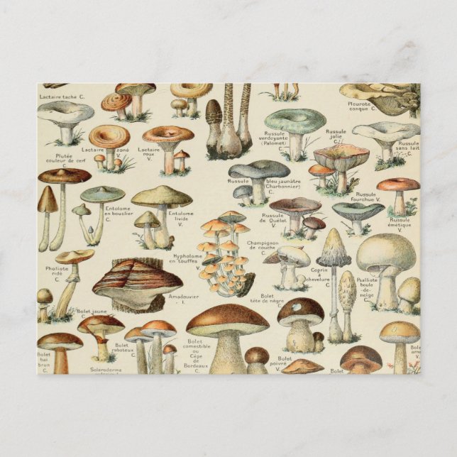 Vintage Mushroom Chart Postcard (Front)
