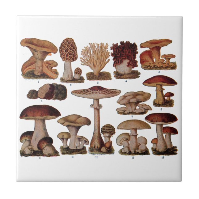 Vintage Mushroom Family Botanical Print Ceramic Tile (Front)