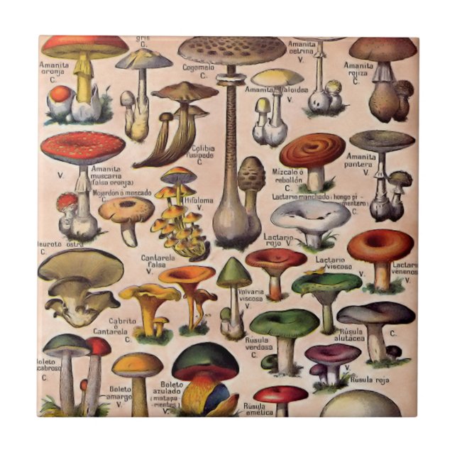 Vintage Mushroom Guide Ceramic Tile (Front)