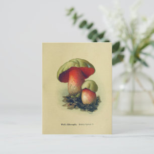 Vintage Mushroom Postcard Botanical Illustration