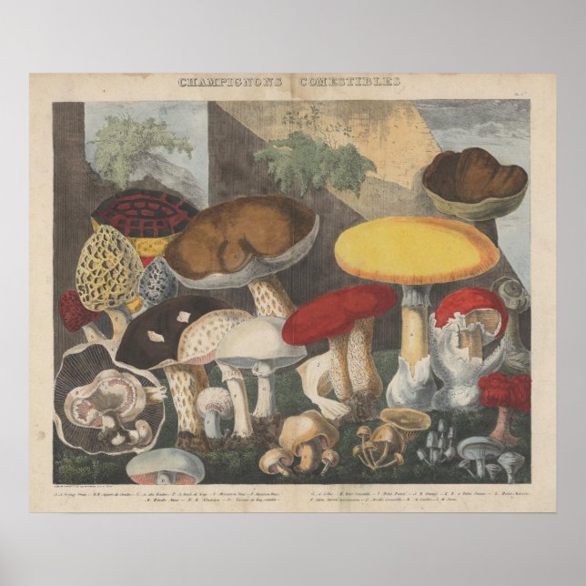 Vintage Mushroom Scientific Journal Art Poster (Front)