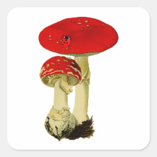 Vintage Mushroom Square Sticker