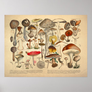 Vintage Mushroom Variety Red Yellow Print