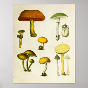 Vintage Mushrooms 1839 Art Print Yellow Green