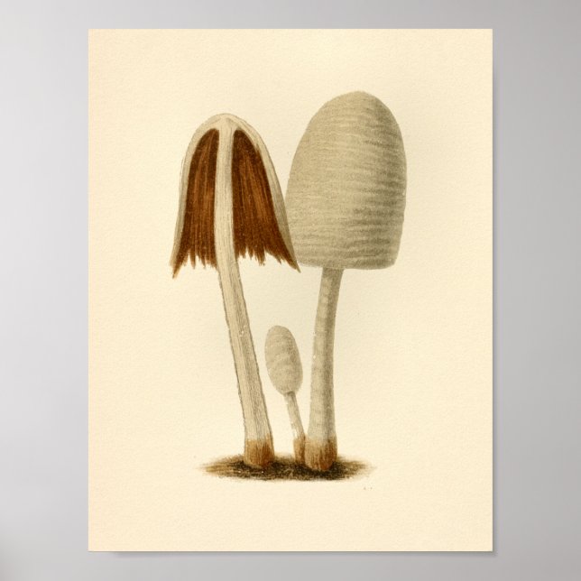 Vintage Mushrooms 1861 Art Print White Brown (Front)