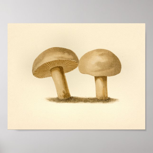 Vintage Mushrooms 1861 Art Print White Cap (Front)