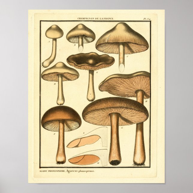 Vintage Mushrooms Brown Cap French Art Print (Front)