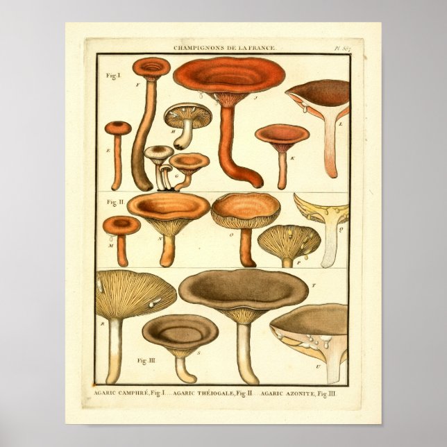 Vintage Mushrooms Brown Red French Art Print (Front)