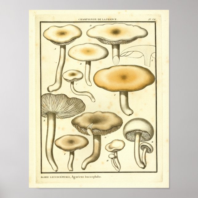 Vintage Mushrooms Brown White French Art Print (Front)