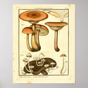 Vintage Mushrooms Brown White French Art Print