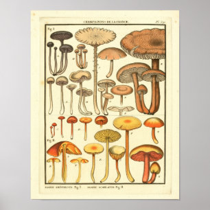 Vintage Mushrooms Brown Yellow French Art Print