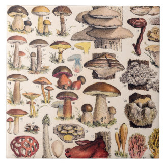 Vintage Mushrooms By Adolphe Millot Ceramic Tile