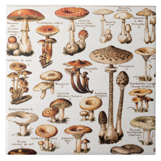 Vintage Mushrooms By Adolphe Millot Ceramic Tile