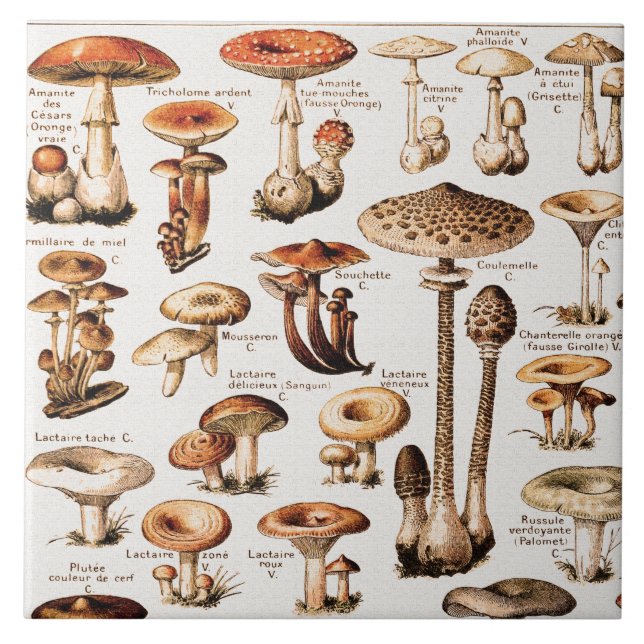 Vintage Mushrooms By Adolphe Millot  Ceramic Tile (Front)