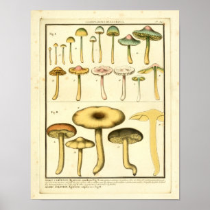 Vintage Mushrooms Green Yellow French Art Print