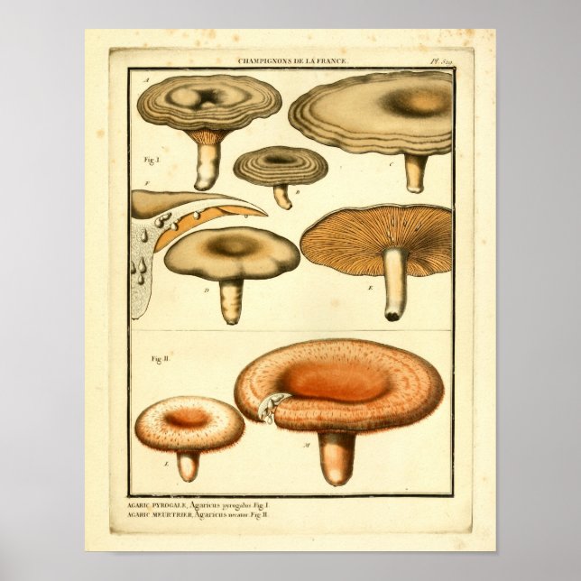 Vintage Mushrooms Orange Brown French Art Print (Front)