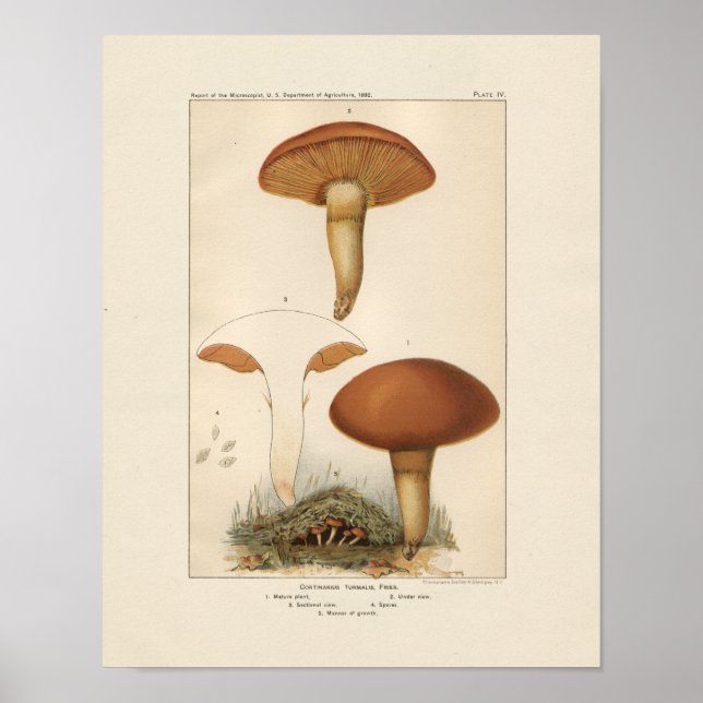 Vintage Mushrooms Print (Front)