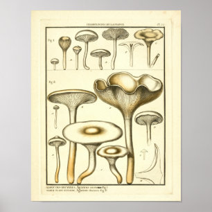 Vintage Mushrooms White Fungus French Art Print