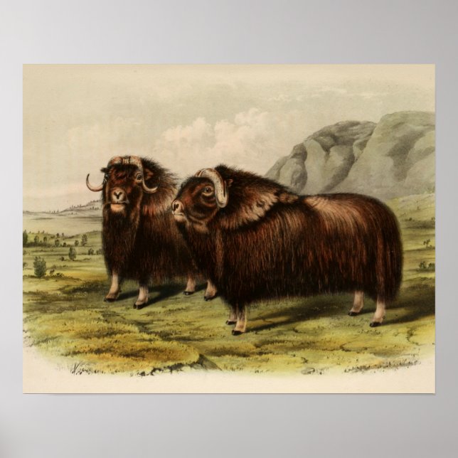 Vintage Muskoxen Poster (Front)