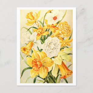 Vintage Narcissus and Daffodil Illustration Postcard
