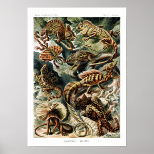 Vintage Naturalist Ernst Haeckel Lizards Chart