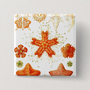 Vintage Naturalist Image of Starfish (Asteroidea) 15 Cm Square Badge