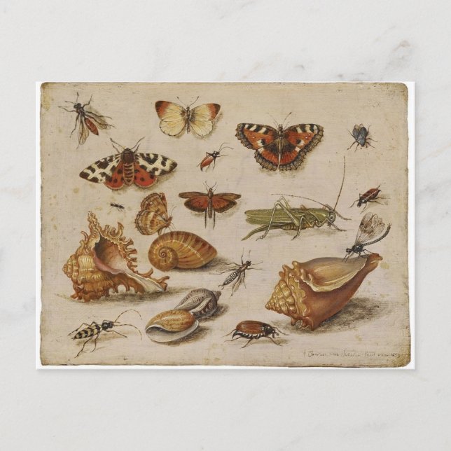 Vintage Nature Postcard (Front)