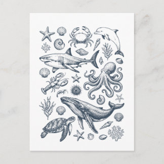 Vintage Nautical Marine Life Illustration Postcard