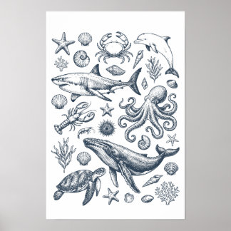 Vintage Nautical Marine Life Illustration Poster